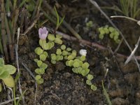 Anagallis tenella 57, Teer guichelheil, Saxifraga-Willem van Kruijsbergen