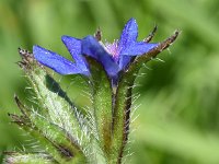 Anchusa azurea 36, Blauwe ossentong, Saxifraga-Sonja Bouwman  Blauwe ossetong - Anchusa azurea - Boraginaceae familie