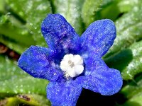 Anchusa cespitosa