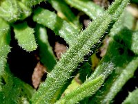 Anchusa cespitosa 2, Saxifraga-Sonja Bouwman  Anchusa cespitosa - Boraginaceae familie