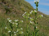 Anchusa ochroleuca 7, Geelwitte ossentong, Saxifraga-Ed Stikvoort