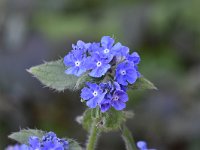 Anchusa officinalis 16, Gewone ossentong, Saxifraga-Luuk Vermeer