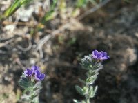 Anchusa officinalis 21, Gewone ossentong, Saxifraga-Jan van der Straaten