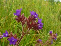 Anchusa officinalis 22, Gewone ossentong, Saxifraga-Hans Grotenhuis