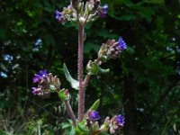 Anchusa officinalis 24, Gewone ossentong, Saxifraga-Ed Stikvoort