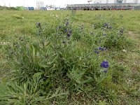 Anchusa officinalis 25, Gewone ossentong, Saxifraga-Ed Stikvoort