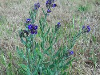 Anchusa officinalis 27, Gewone ossentong, Saxifraga-Ed Stikvoort