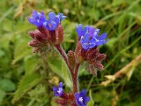 Anchusa officinalis 34, Gewone ossentong, Saxifraga-Ed Stikvoort