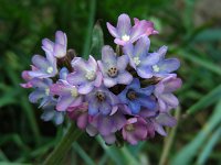 Anchusa x baumgartnenii