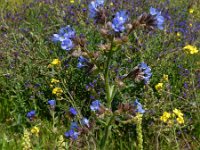 Anchusa x baumgartnenii 2, Saxifraga-Ed Stikvoort