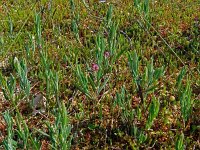 Andromeda polifolia 26, Lavendelhei, Saxifraga-Hans Grotenhuis