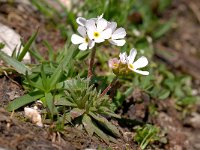 Androsace adfinis