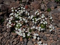 Androsace albana 2, Saxifraga-Ed Stikvoort