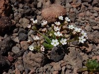 Androsace albana 3, Saxifraga-Ed Stikvoort