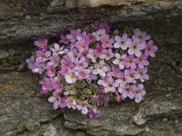 Androsace alpina 10, Saxifraga-Willem van Kruijsbergen