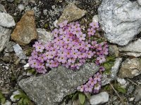 Androsace alpina 11, Saxifraga-Willem van Kruijsbergen