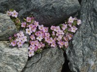 Androsace alpina 12, Saxifraga-Willem van Kruijsbergen