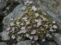 Androsace alpina 13, Saxifraga-Willem van Kruijsbergen