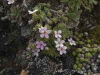 Androsace alpina 14, Saxifraga-Willem van Kruijsbergen