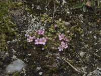 Androsace alpina 15, Saxifraga-Willem van Kruijsbergen