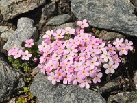 Androsace alpina 17, Saxifraga-Harry Jans