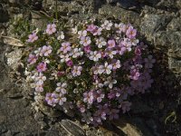 Androsace alpina 2, Saxifraga-Willem van Kruijsbergen