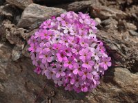 Androsace alpina 21, Saxifraga-Harry Jans