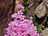 Androsace alpina 23, Saxifraga-Harry Jans