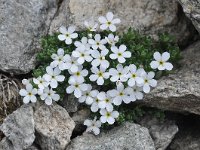 Androsace alpina 24, Saxifraga-Harry Jans