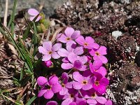 Androsace alpina 25, Saxifraga-Harry Jans