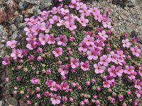 Androsace alpina 28, Saxifraga-Harry Jans