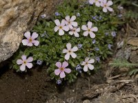 Androsace alpina 3, Saxifraga-Willem van Kruijsbergen