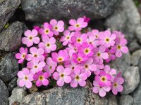 Androsace alpina 31, Saxifraga-Harry Jans