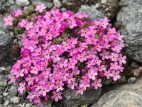 Androsace alpina 32, Saxifraga-Harry Jans