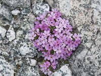 Androsace alpina 39, Saxifraga-Luuk Vermeer