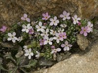 Androsace alpina 4, Saxifraga-Willem van Kruijsbergen