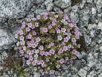 Androsace alpina 42, Saxifraga-Luuk Vermeer