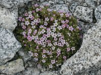 Androsace alpina 43, Saxifraga-Luuk Vermeer