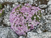 Androsace alpina 44, Saxifraga-Luuk Vermeer