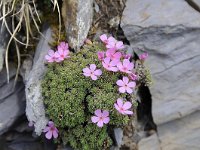 Androsace alpina 48, Saxifraga-Luuk Vermeer