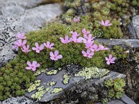 Androsace alpina 49, Saxifraga-Luuk Vermeer