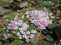 Androsace alpina 5, Saxifraga-Jeroen Willemsen