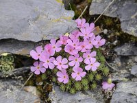 Androsace alpina 51, Saxifraga-Luuk Vermeer