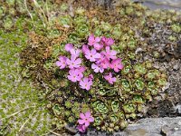 Androsace alpina 52, Saxifraga-Luuk Vermeer