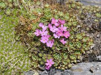 Androsace alpina 53, Saxifraga-Luuk Vermeer