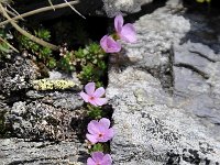 Androsace alpina 54, Saxifraga-Luuk Vermeer