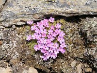 Androsace alpina 55, Saxifraga-Luuk Vermeer