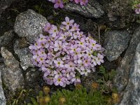 Androsace alpina 6, Saxifraga-Willem van Kruijsbergen