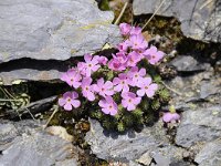 Androsace alpina 60, Saxifraga-Luuk Vermeer