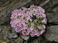 Androsace alpina 7, Saxifraga-Willem van Kruijsbergen